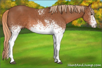 Horse Color:White Spotted Liver Chestnut 