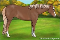 Horse Color:Chestnut Sabino