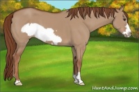 Horse Color:Red Dun Frame 