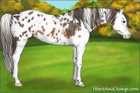 Horse Color:White Spotted Buckskin Splash Blanket 