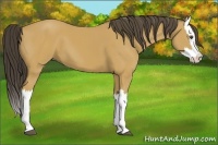 Horse Color:Buckskin Splash 