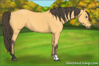 Horse Color:Buckskin 
