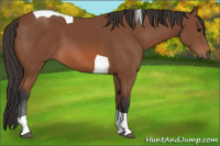 Horse Color:Bay Tobiano 
