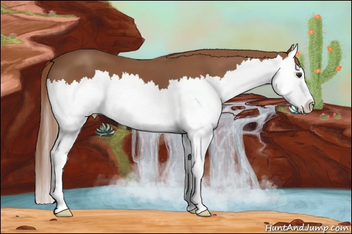 Horse Color:Chestnut Splash 