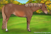 Horse Color:Unknown 