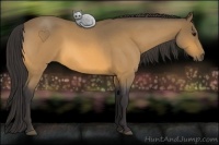 Horse Color:Buckskin Roan 