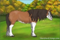 Horse Color:Bay Splash 