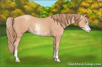 Horse Color:Gold Champagne Sabino 
