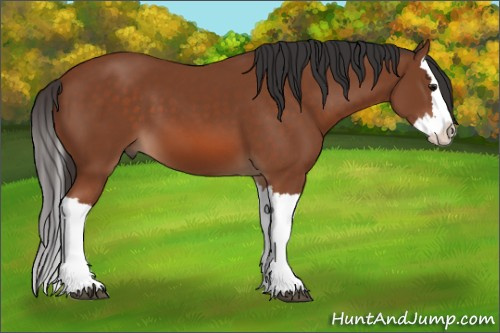 Horse Color: Bay Splash 