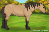 Horse Color:Buckskin Dun 