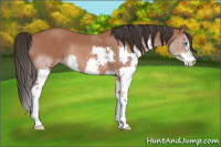 Horse Color:Bay Splash 