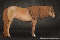 Horse Color:Chestnut Sabino Rabicano 