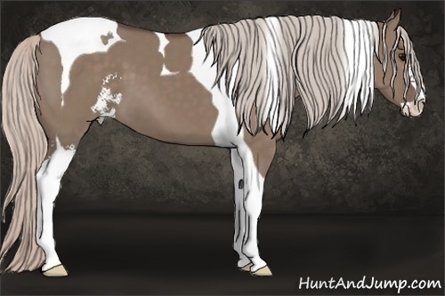 Horse Color: Silver Grullo Sabino Tobiano 