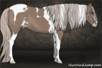 Horse Color:Silver Grullo Sabino Tobiano