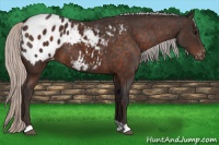 Horse Color:Silver Bay Appaloosa 