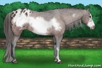Horse Color:Bay Frame Appaloosa Rabicano 
