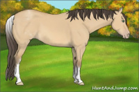 Horse Color:White Spotted Amber Cream Champagne Dun 