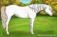 Horse Color:White Spotted Gold Cream Champagne 