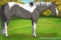Horse Color:Grullo Splash Tobiano 