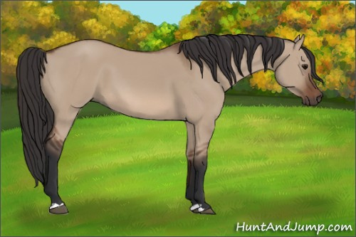 Horse Color: Unknown 