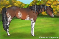 Horse Color:White Spotted Bay 