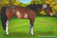 Horse Color:White Spotted Bay 