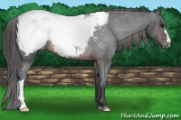 Horse Color:Brown Near Fewspot Rabicano 