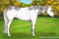 Horse Color:White Spotted Silver Blue Roan Splash Frame 