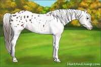 Horse Color:Bay Blanket 