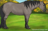 Horse Color:Grullo Rabicano