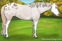 Horse Color:Chestnut Splash Appaloosa 