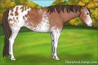 Horse Color:White Spotted Bay Appaloosa 