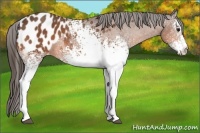 Horse Color:White Spotted Bay Appaloosa 