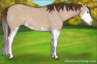 Horse Color:White Spotted Liver Red Dun Splash 