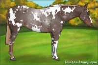 Horse Color:White Spotted Liver Chestnut