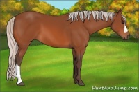 Horse Color:Silver Bay 