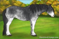 Horse Color:White Spotted Black 