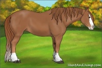 Horse Color:Chestnut Splash 