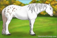 Horse Color:Chestnut Sabino Blanket 