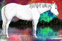 Horse Color:Gray Chestnut 