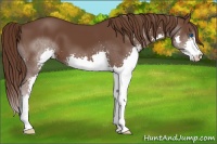 Horse Color:Liver Chestnut Splash 