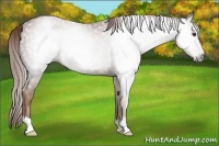 Horse Color:Gray Chestnut 