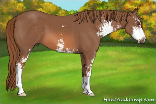 Horse Color: Liver Chestnut Sabino 