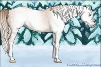 Horse Color:Gray Gold Champagne Splash 