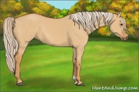 Horse Color:Palomino Dun 