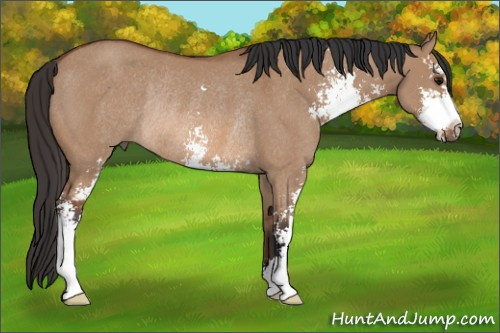Horse Color: Bay Dun Sabino Rabicano 
