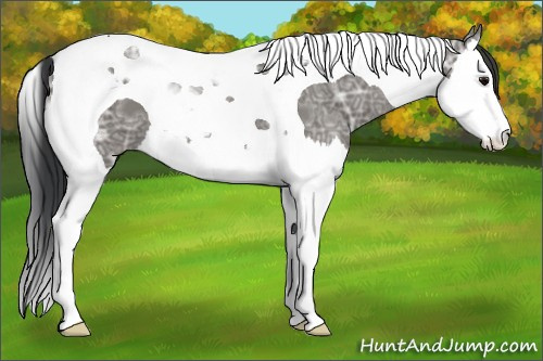 Horse Color: Grullo Ice Splash Tobiano 