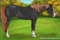 Horse Color:Liver Chestnut Sabino 
