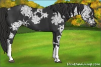 Horse Color:Liver Chestnut Ice 