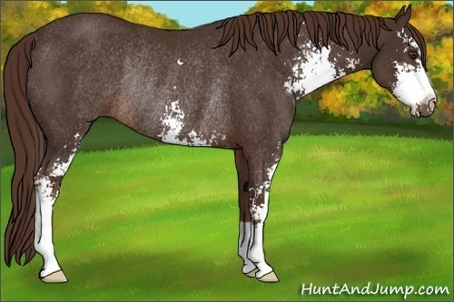 Horse Color: Liver Chestnut Sabino Rabicano 